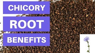 Chicory Root Benefits And Side Effects - Is Chicory Root Fiber Good For You
