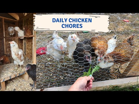 Come do daily Chicken chores with me!