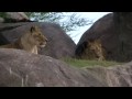 Lions On Safari At Disney S Animal Kingdom