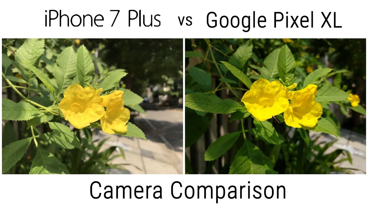 Pixel XL vs iPhone 7 Plus Camera Comparison
