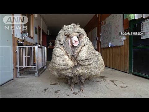 羊の種類 - ランブイエ羊