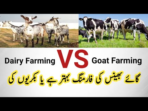 Dairy Farming Vs Goat Farming comparison which one is more profitable. #goatfarming #dairyfarming