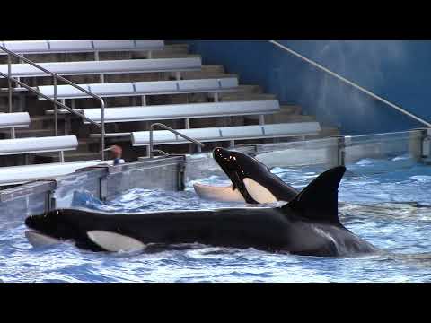 Orca Encounter Play Segment - SeaWorld Orlando - April 25, 2021