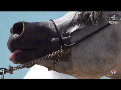 N 92 EKS FARAJJ   Mediterranean and Arab Countries AHC   Menton 2023   Stallions 4 7 Years Old Class