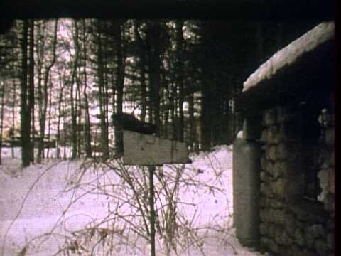 52 Winter Birds in Birdfeeder, film credit: Linda Cass