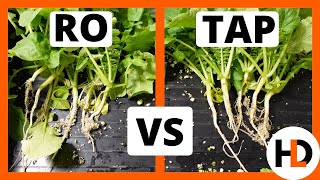 RO vs Tap Water: Hydroponics SHOCKER!