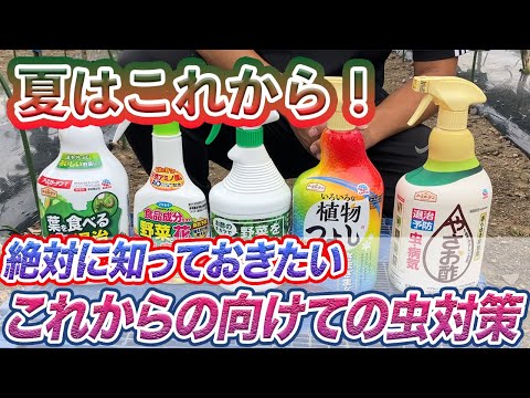 トマトの苗木を誰が食べるのでしょうか？最も一般的な4つの害虫とその対策方法  庭園