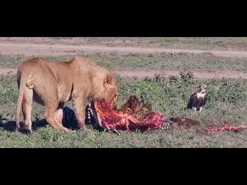 🎥 Witness the Circle of Life in Action! 🦁