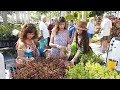 Earth Arbor Day Festival