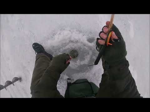 Kalastus - isoa ahventa mereltä 6.4.2022