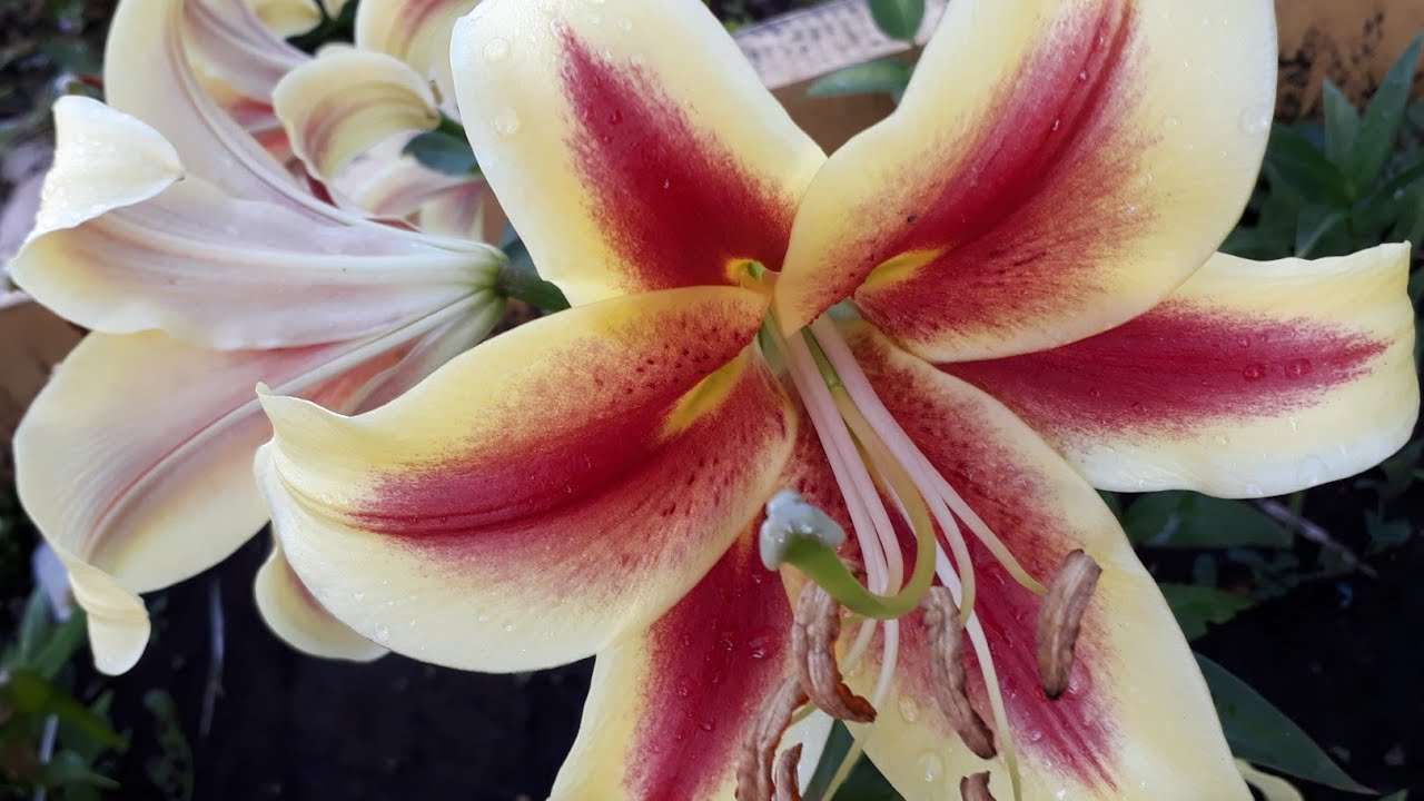 #lilium #лилии #дебби / Лилия ОТ- гибрид Дебби (лат. lilium OT-hybridum Debby). Краткие рекомендации
