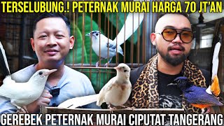 Download lagu COVERT.! MURAI BREEDERS PRICE 70 MILLION || RAID MURAI BREEDERS CIPUTAT TANGERANG mp3