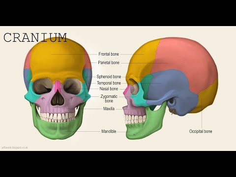 Tugas Praktikum Anatomi Universitas Malahayati oleh Zehan Aura Nabigha (18310176)