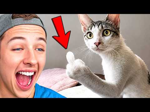 You Laugh, You Lose: Funniest Animals