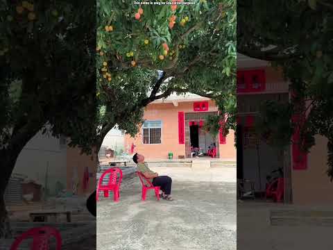 On growing litchi fruit in China 😲