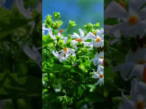 Parijat Plant Vastu Shastra  #tips #flats #parijat #vastutips  #numerology #vastuexpert