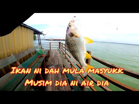 MANCING DI RAKIT C|IKAN SISIK DAH MULA MASYUK
