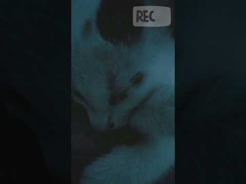 Bunga, Amzar Sabri - 300 Saat (Cover) Part 1