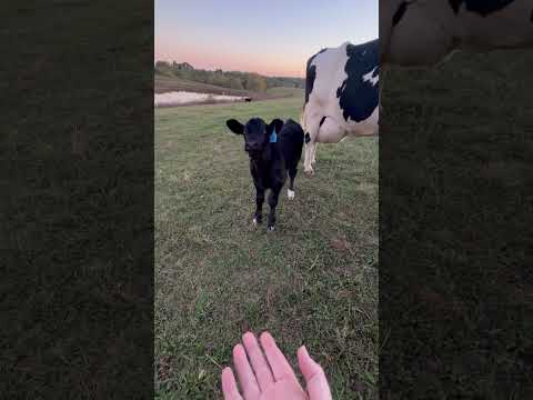 Mettons l'hooman en difficulté avec mama 🤣‍️