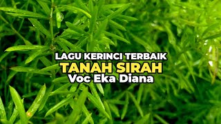 Download lagu Lagu Kerinci Terbaik TANAH SIRAH || Voc Eka Diana mp3