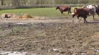 Letting out of the cows. 14.04.2013