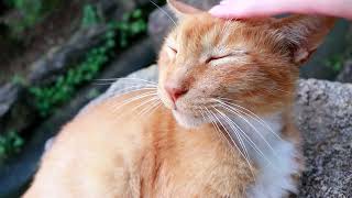 モフられる時の表情が可愛い猫