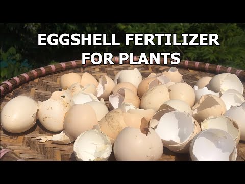 , title : '4 cách làm phân bón từ bột Vỏ Trứng Gà | How to use eggshells for any flowers and plants'