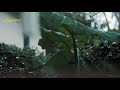 Mazhaye Thoomazhaye Mazha Malayalam Whatsapp Status Pattam Pole Dulquer M Jayachandran