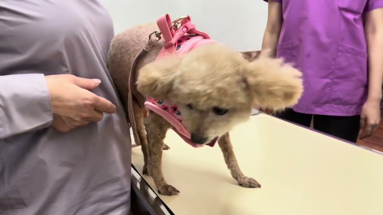 【トイプードル】One shot, one year of safety. Save their life（1年に1回。たったこれだけで救える命がある）