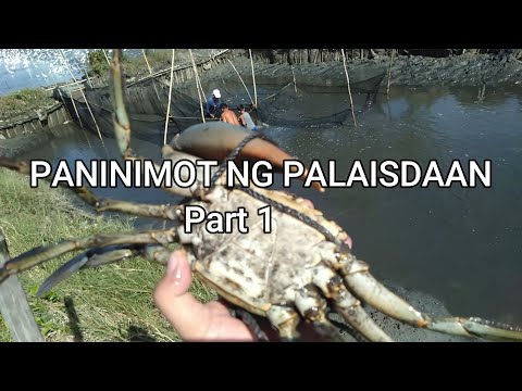 PANINIMOT NG PALAISDAAN | sugpo, bangus, tilapya, alimango | PART 1