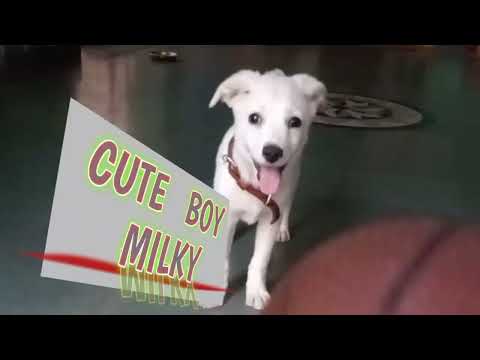 HALF TRANING IS COMPLETED FOR MILKY 🐕😍👌# GARIGE JAI SRIMAN #. LIKE. #. SUBSCRIBE. #  SHARE. #