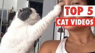 animale top 5 video cu pisici