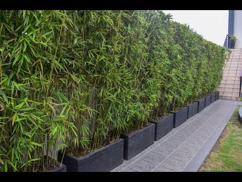 Bamboo as a privacy screen: A comprehensive guide for garden lovers