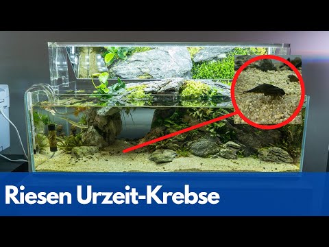 Die TRIOPS ziehen ins Aquarium! Wie viele leben noch? 😬