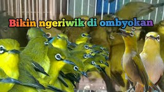 Download lagu Terapi pleci agar ngeriwik di ombyokan mp3