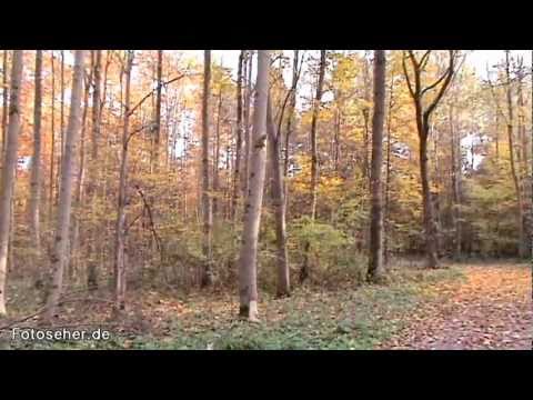 Herbstausflug in den Oberwald und dem Oberwaldsee (Karlsruhe)