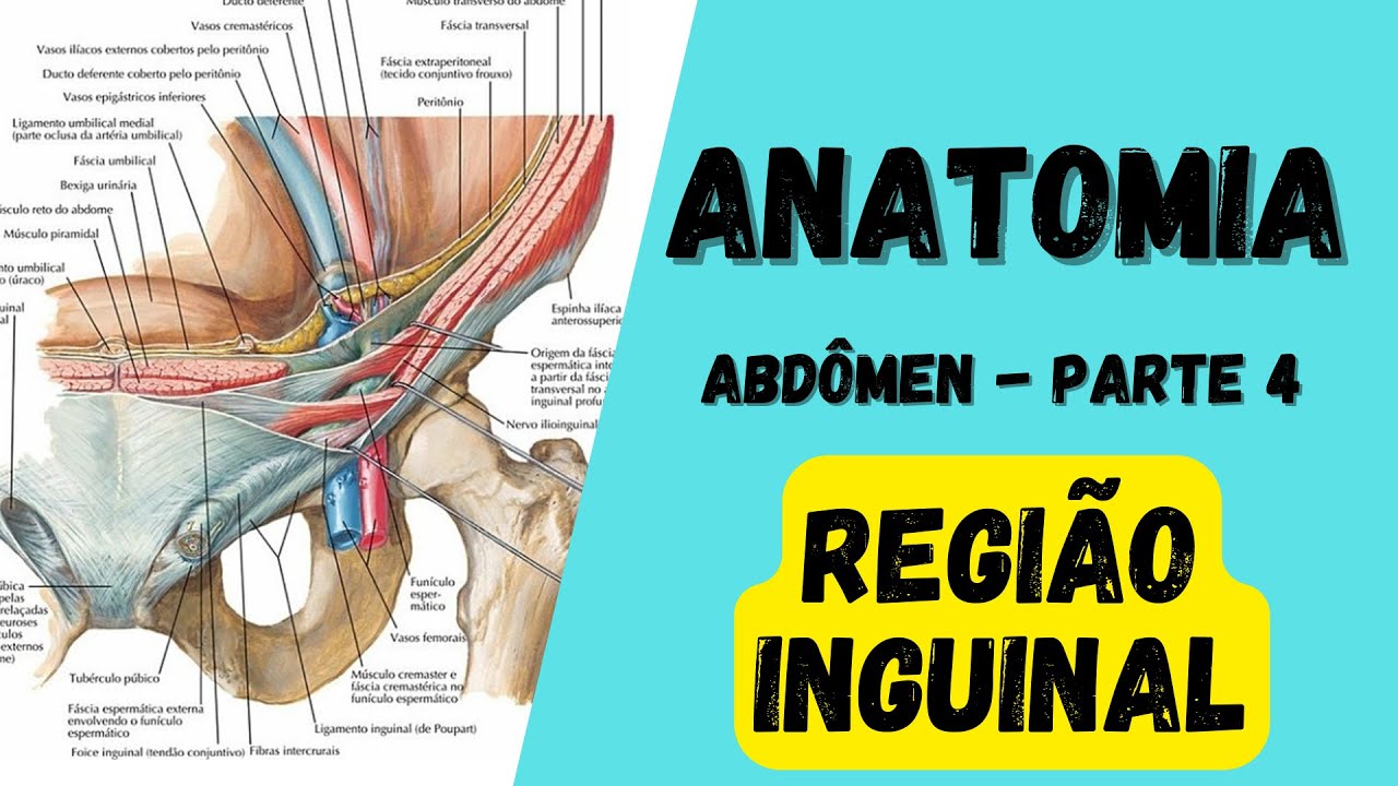 ANATOMIA HUMANA - Abdômen (Parte 4) - Região inguinal