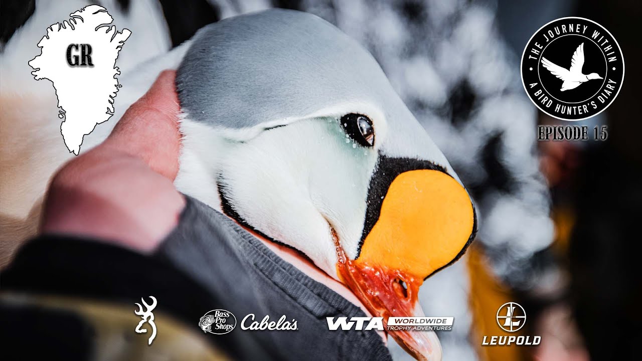 FIRST EVER Filmed Hunt for King Eiders in Greenland