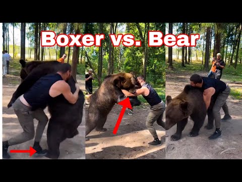Boxer fights a bear: Russian boxer Arslanbek Makhmudov