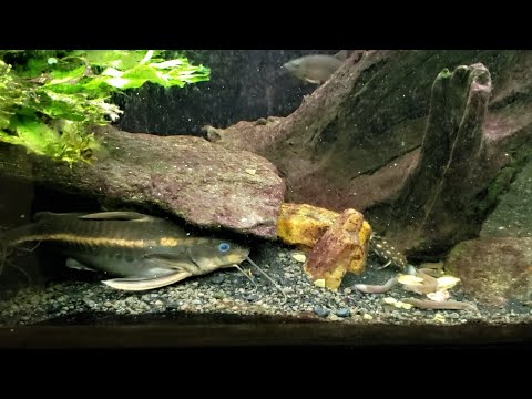 5 Kuhli Loaches and A Striped Raphael Catfish