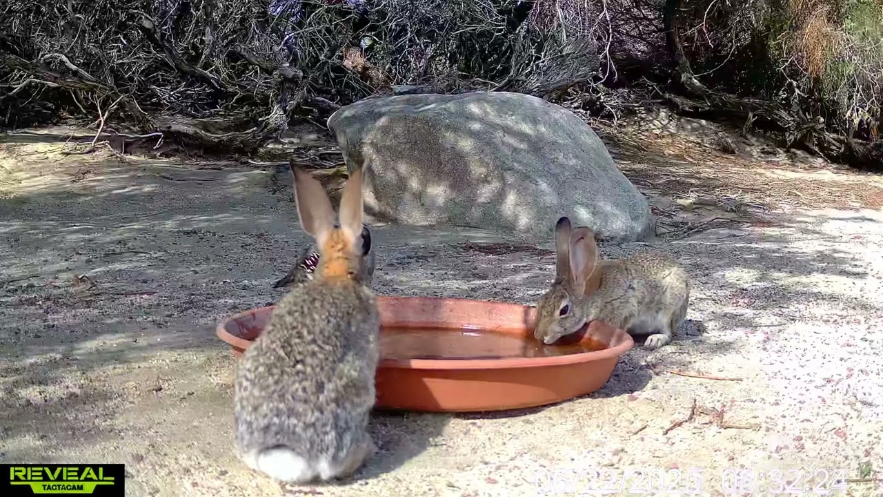 S3E44: Sunday morning sippers.... wildlife at the water