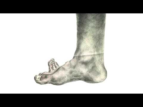 The Choir of Toes by Piotr Dudek