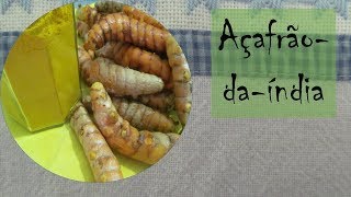 Açafrão - Parte 1: descrição botânica, fitoquímica e propriedades terapêuticas