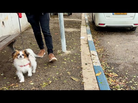 Haifa, Quiet streets in the Merkaz Ha Karmel area | City Walk | Israel, 4K 60fps Walking Tour