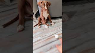 Bully Kutta Puppies Videos