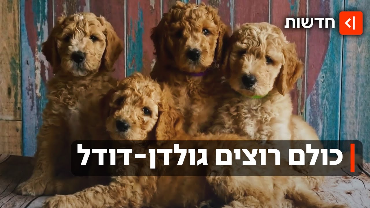 20 אלף שקל לגור: שיגעון הגולדן-דודל הגיע לישראל