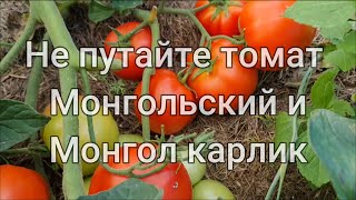 Томаты Японский Карлик Фото Отзывы Описание Томаты Японский Карлик Фото Отзывы Описание