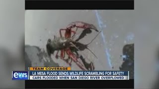 Ramona, La Mesa clean up after flooding