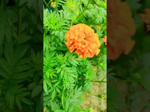 #sundarban #nature # flower #blog #flowers #Tanushree