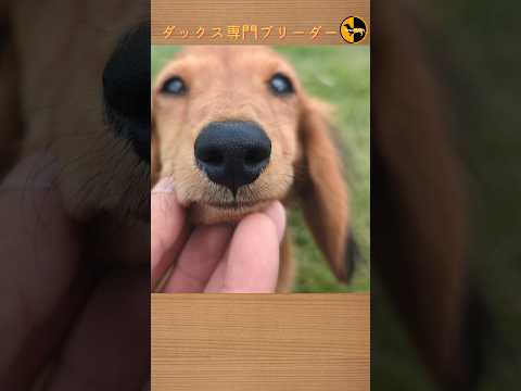 なぜ鶏にタイムを与えるのでしょうか？ブリーダーはそれをどのように利用して、その 3 つの驚くべき利点を享受しているのでしょうか?  庭園